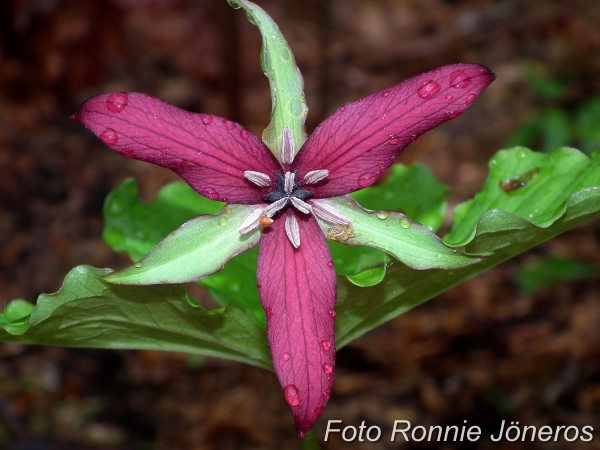 Trillium erectum